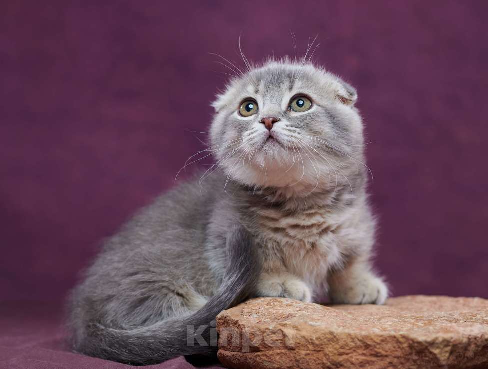 Кошки в Барнауле: Котик Юпитер💎 Мальчик, Бесплатно - фото 4