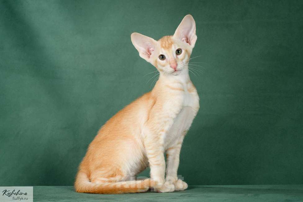 Кошки в Москве: Ориентальный котенок Мальчик, 65 000 руб. - фото 4