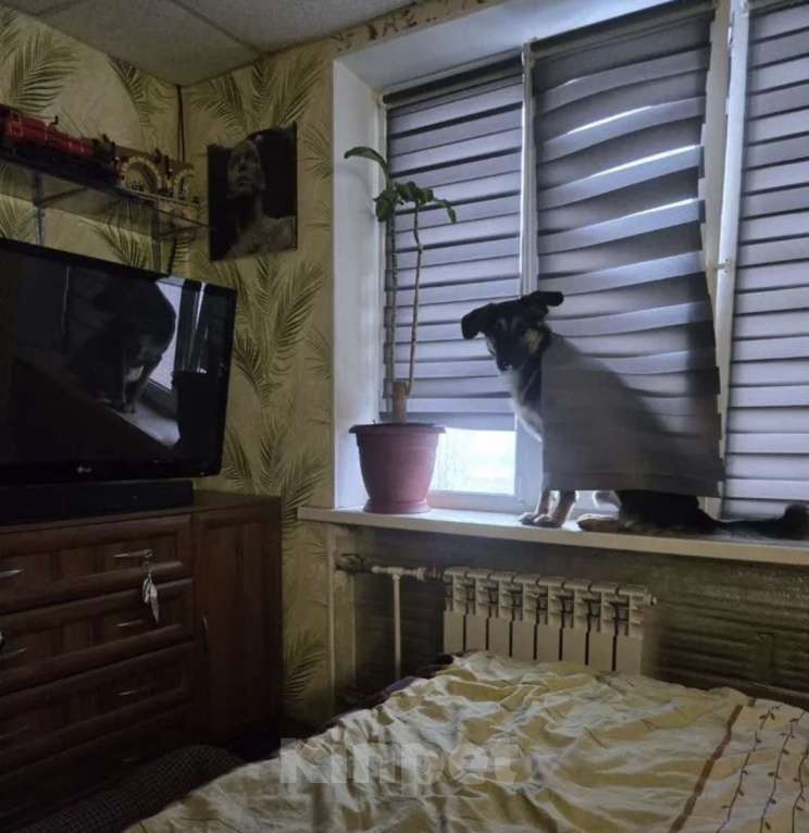 Собаки в Санкт-Петербурге: Веселый, игривый мальчишка ищет доброго, опытного хозяина и друга Мальчик, Бесплатно - фото 6