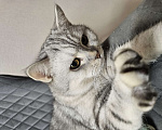 Кошки в Перми: Шотландская прямоухая кошка Мальчик, Бесплатно - фото 2