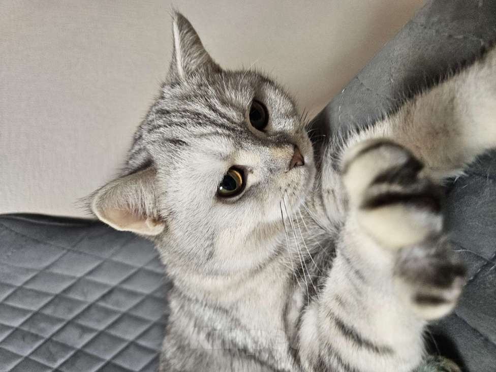 Кошки в Перми: Шотландская прямоухая кошка Мальчик, Бесплатно - фото 2