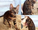 Кошки в Москве: Бенгальская кошечка  Девочка, 35 000 руб. - фото 1