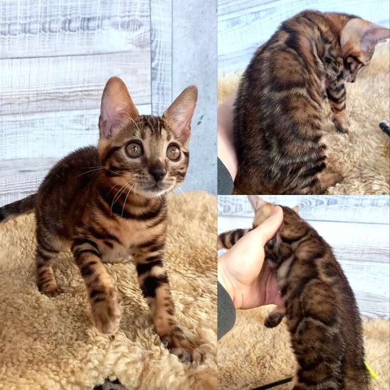 Кошки в Москве: Бенгальская кошечка  Девочка, 35 000 руб. - фото 1