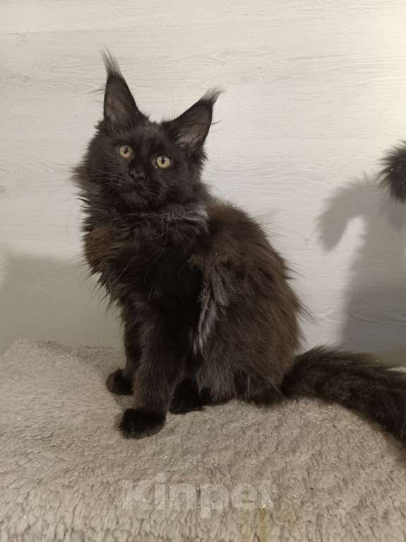 Кошки в других городах Владимирской области: Котики  мейн кун в любимцы Мальчик, 45 000 руб. - фото 3