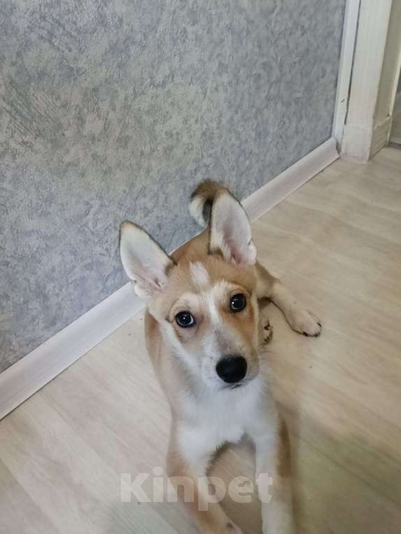 Собаки в Москве: Космос Мальчик, Бесплатно - фото 2