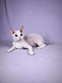 Элитные котята левкой