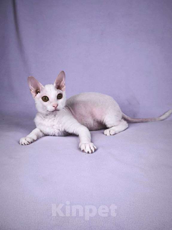 Кошки в Москве: Элитные котята левкой Девочка, Бесплатно - фото 1