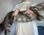 Кошки в других городах Тульской области: Котик мейн-кун Мальчик, 40 000 руб. - фото 2