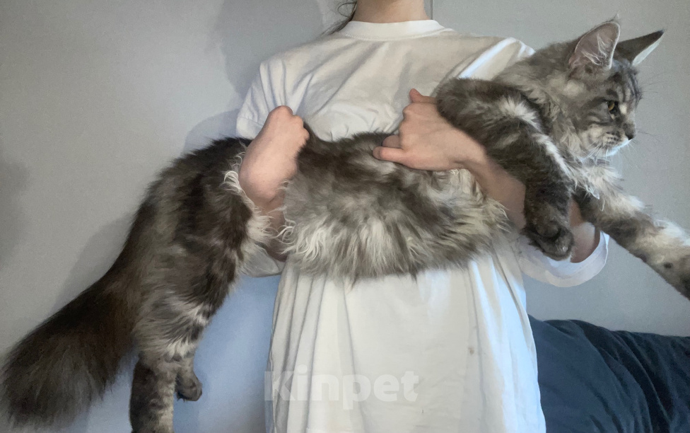Кошки в других городах Тульской области: Котик мейн-кун Мальчик, 40 000 руб. - фото 2