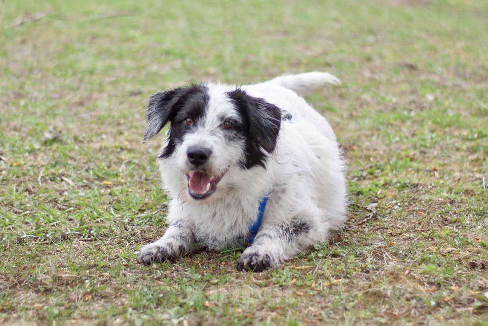 Собаки в Москве: Верный ласковый Сэмми в поисках заботливой семьи Мальчик, Бесплатно - фото 6