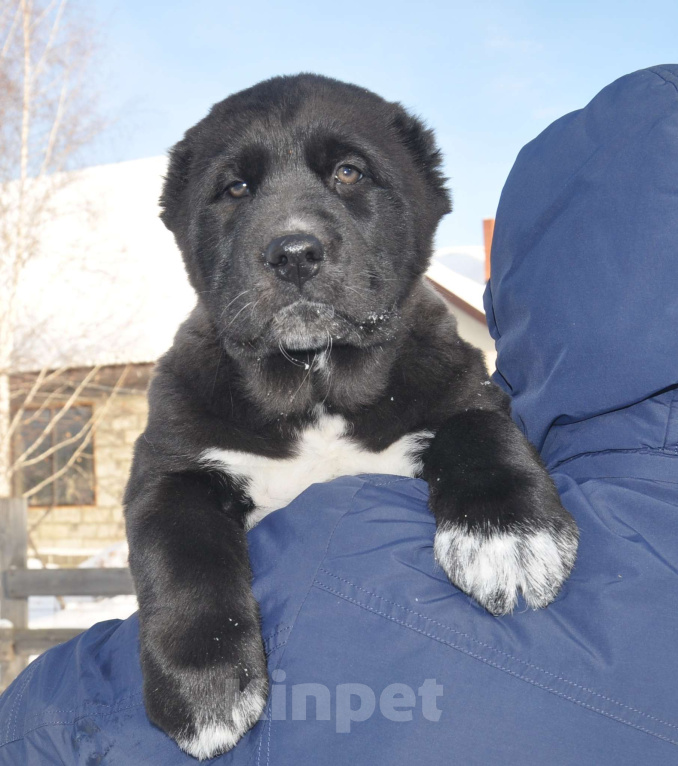 Собаки в Новосибирске: Щенок алабая (среднеазиатской овчарки) Девочка, Бесплатно - фото 1