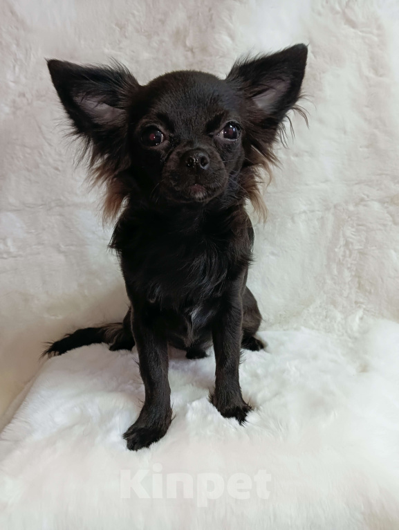 Собаки в Новосибирске: Щенок Чихуахуа Мальчик, 60 000 руб. - фото 4