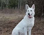 Собаки в Евпатории: Предлагаются щенки белой швейцарской овчарки Мальчик, Бесплатно - фото 3