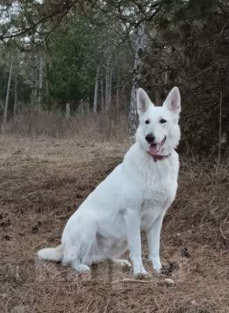 Собаки в Евпатории: Предлагаются щенки белой швейцарской овчарки Мальчик, Бесплатно - фото 3