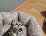 Кошки в Челябинске: Шотландские котята. 07.07.22 г.р. продам , 3 000 руб. - фото 6