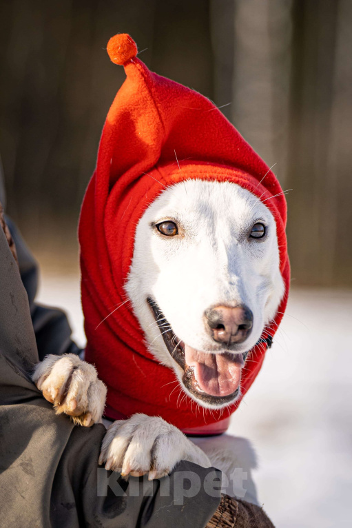 Собаки в Клине: Ванда — энергичная собачка Девочка, Бесплатно - фото 2