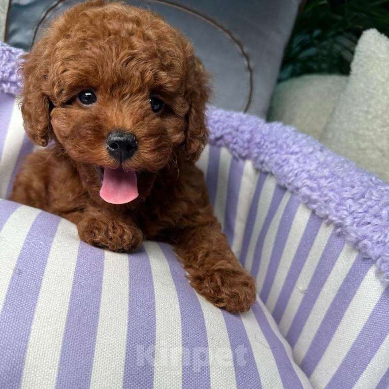 Собаки в Омске: Той-пудель, щенок Мальчик, 150 000 руб. - фото 8