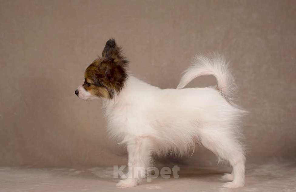 Собаки в Москве: щенок кобель Папийона (папильона) Мальчик, 80 000 руб. - фото 3