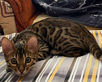 Кошки в Казани: Бенгальский котенок Мальчик, 12 000 руб. - фото 1