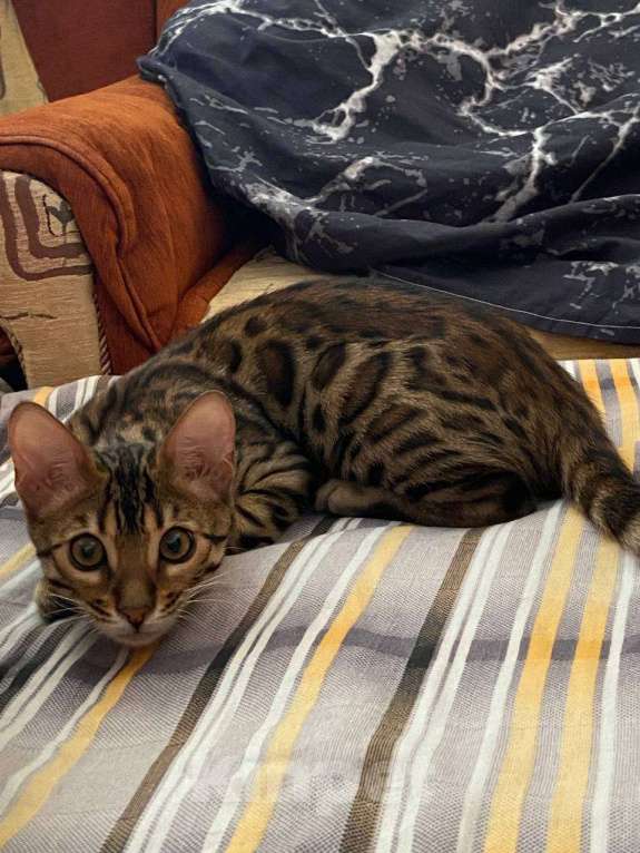 Кошки в Казани: Бенгальский котенок Мальчик, 12 000 руб. - фото 1