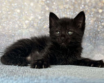 Кошки в других городах Московской области: Курильский бобтейл черный Мальчик, 50 000 руб. - фото 2