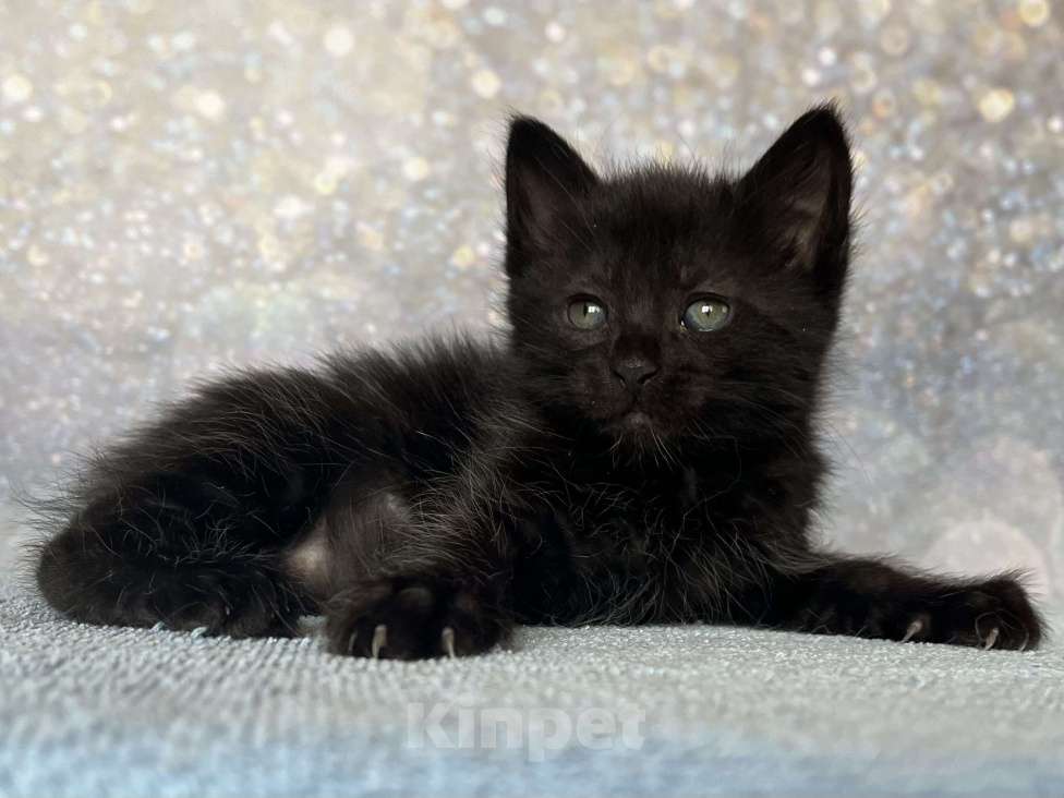 Кошки в других городах Московской области: Курильский бобтейл черный Мальчик, 50 000 руб. - фото 2