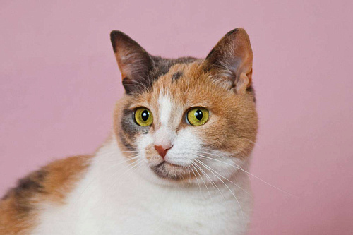 кошка Манюня ищет дом