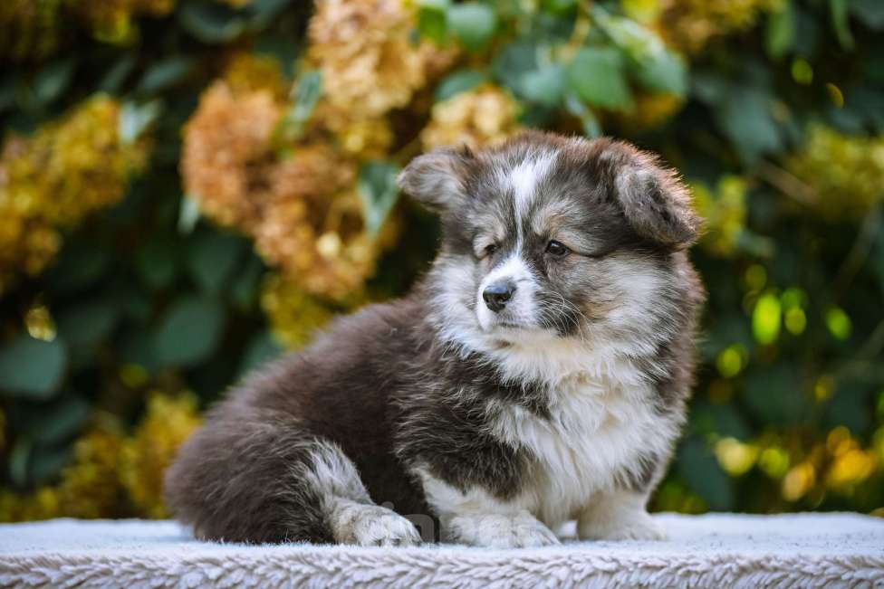 Собаки в Новосибирске: Вельш Корги Пемброк Джеймс Пи Салливан (Флаффи) Мальчик, 55 000 руб. - фото 2