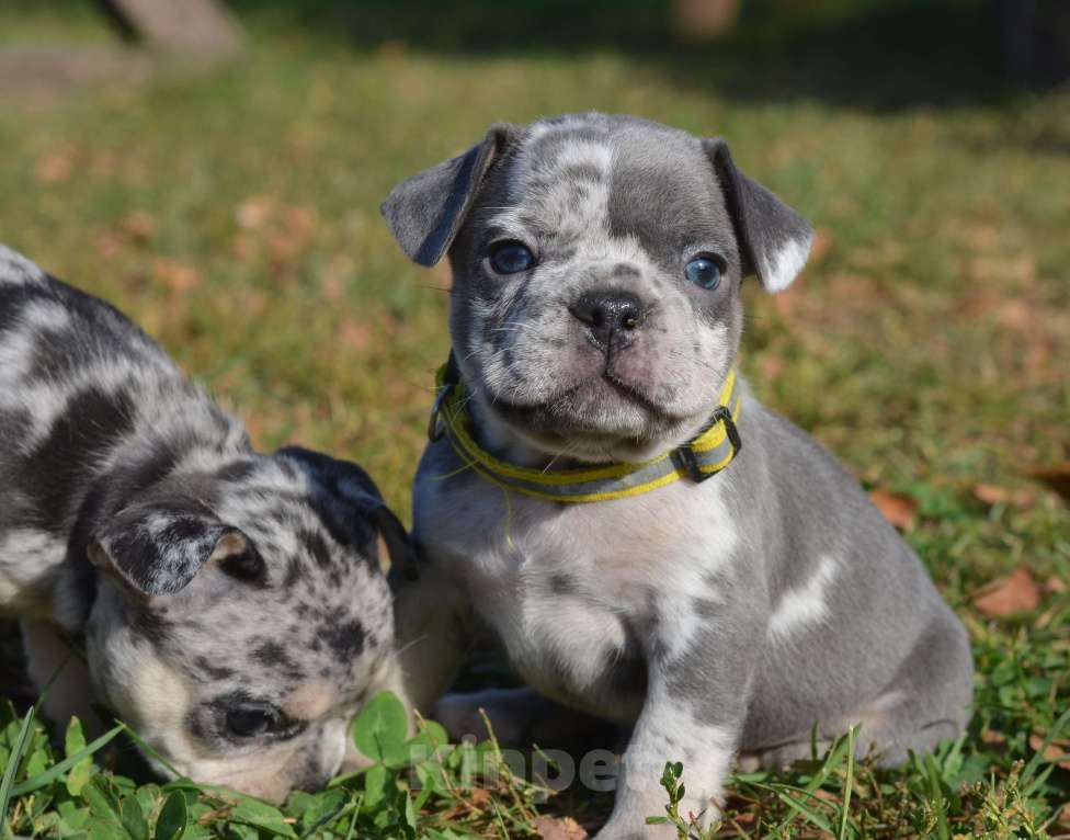 Собаки в Москве: красавец малыш Мальчик, 68 000 руб. - фото 2
