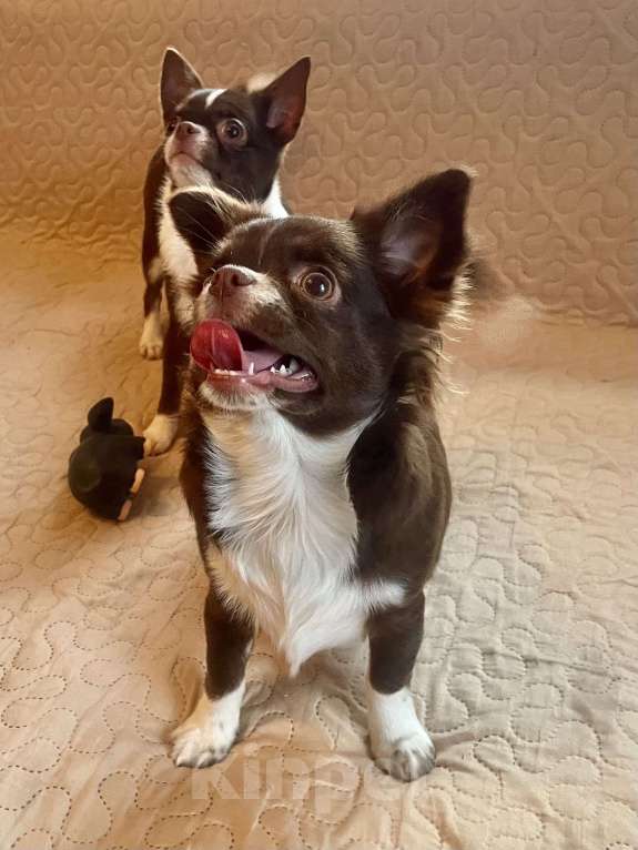 Собаки в Санкт-Петербурге: Шоколадная девочка чихуа Девочка, 60 000 руб. - фото 6