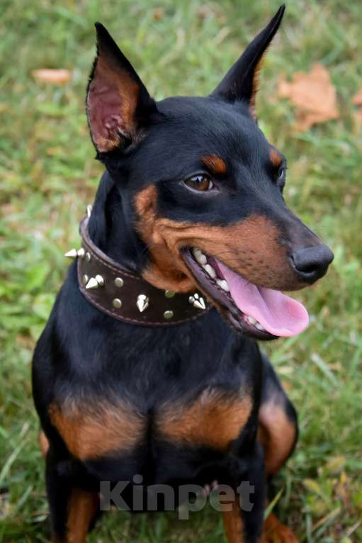 Собаки в Краснодаре: Щенки Цвергпинчер РКФ Разнополые, 40 000 руб. - фото 10