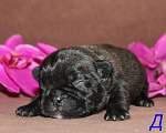 Собаки в Брянске: Французский бульдог щенки Мальчик, 30 000 руб. - фото 6