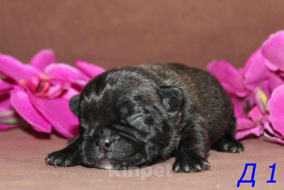 Собаки в Брянске: Французский бульдог щенки Мальчик, 30 000 руб. - фото 6