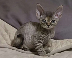 Кошки в Владимире: Кошечка Девон-Рекс Девочка, 55 000 руб. - фото 1
