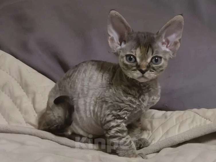 Кошки в Владимире: Кошечка Девон-Рекс Девочка, 55 000 руб. - фото 1