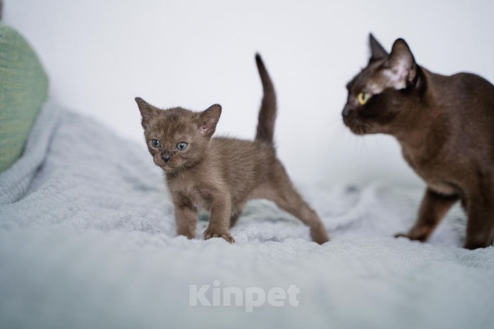 Кошки в Нижнем Новгороде: Котёнок породы европейская бурма, девочка соболиного окраса Девочка, Бесплатно - фото 5