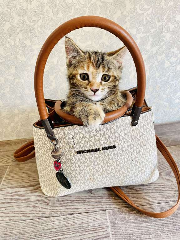 Кошки в Санкт-Петербурге: Кошечка в добрые руки  Девочка, 10 руб. - фото 2