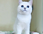 Кошки в Москве: Британские котята Серебристая шиншилла Мальчик, 65 000 руб. - фото 1