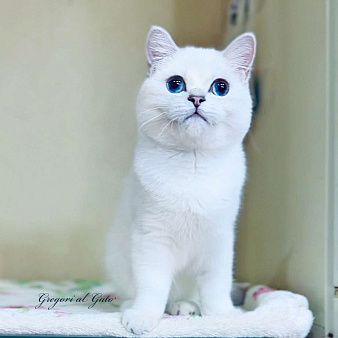 Британские котята Серебристая шиншилла