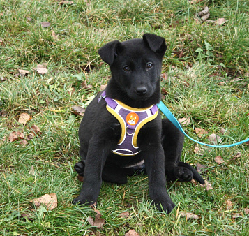 Нежная малышка Пума ищет свою любящую семью!