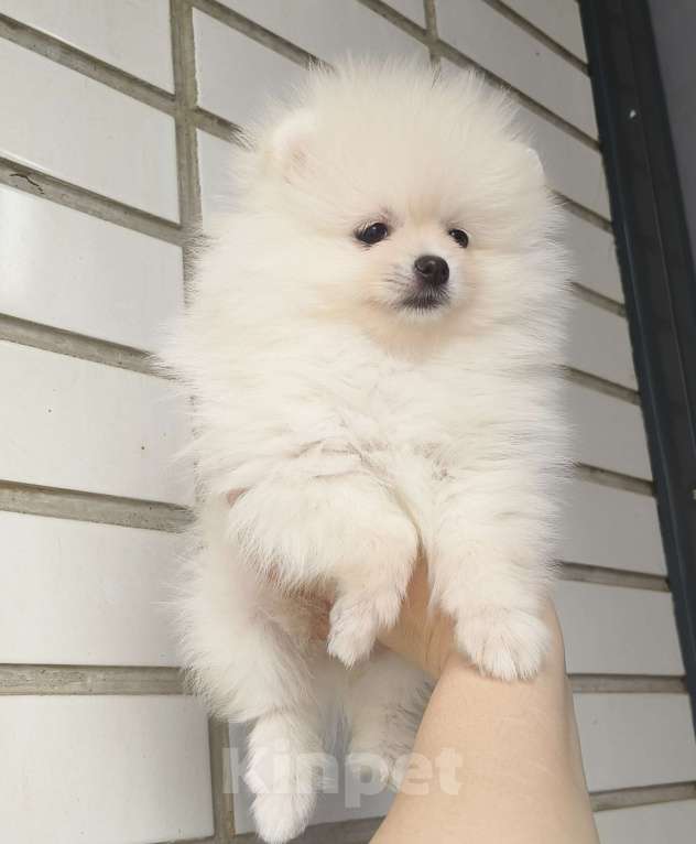 Собаки в Красноярске: Щенки померанцы Девочка, 40 000 руб. - фото 1