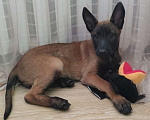 Собаки в других городах Московской области: Бельгийская овчарка Разнополые, Бесплатно - фото 2
