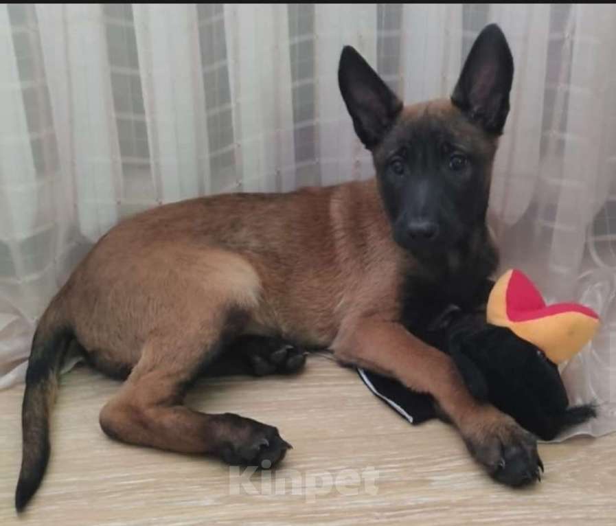 Собаки в других городах Московской области: Бельгийская овчарка Разнополые, Бесплатно - фото 2