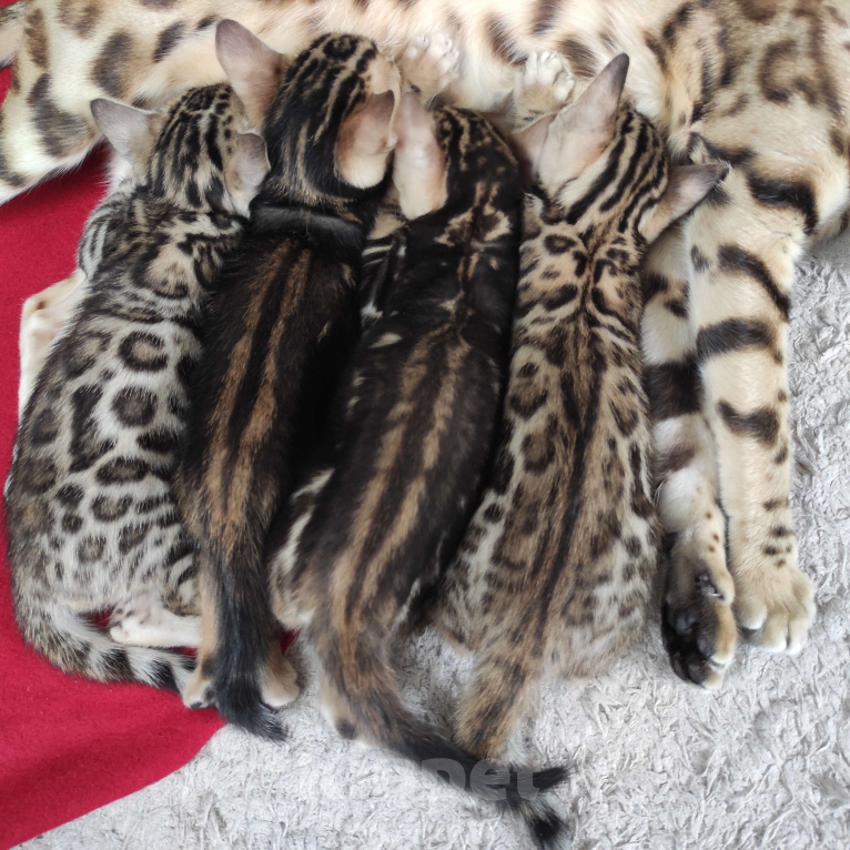 Кошки в Ростове-на-Дону: Бенгальские котята Девочка, 17 000 руб. - фото 6