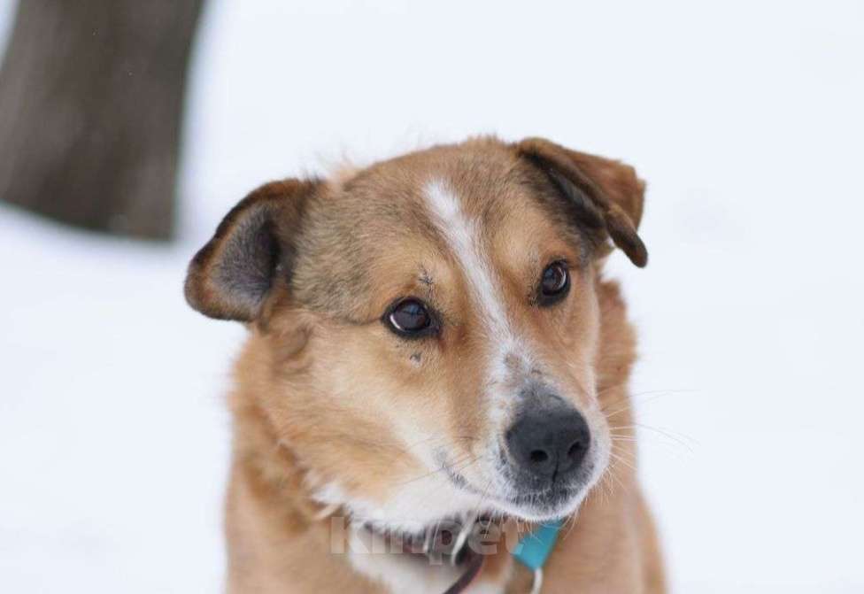 Собаки в Москве: Фокс Мальчик, Бесплатно - фото 3