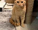 Кошки в Санкт-Петербурге: Хороший ласковый котёнок-рыжик Мальчик, Бесплатно - фото 5