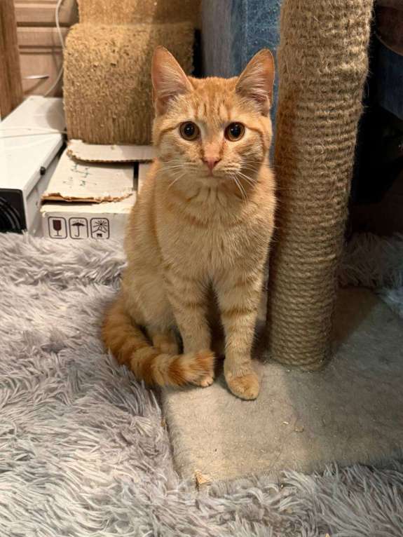 Кошки в Санкт-Петербурге: Хороший ласковый котёнок-рыжик Мальчик, Бесплатно - фото 5