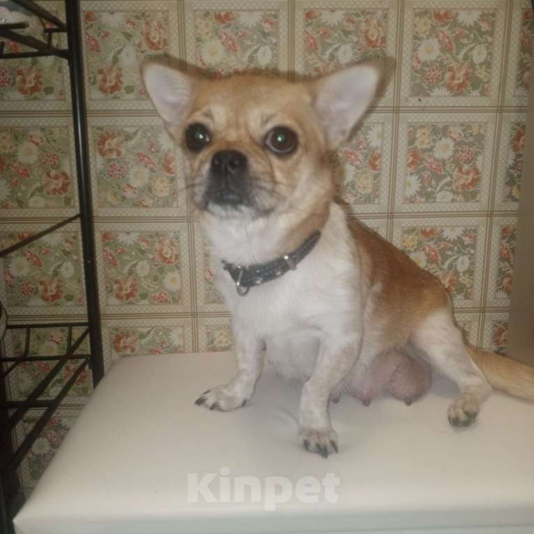 Собаки в других городах Московской области: Щенки йоркширского терьера Мальчик, 8 000 руб. - фото 4