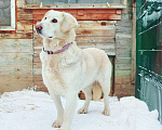 Собаки в Москве: Машка метис лабрадора ищет дом Девочка, 100 руб. - фото 2