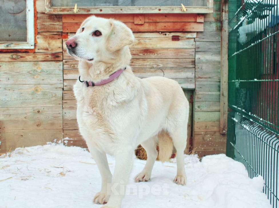 Собаки в Москве: Машка метис лабрадора ищет дом Девочка, 100 руб. - фото 2